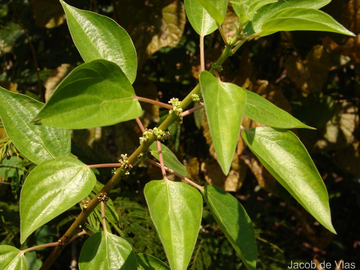 Pouzolzia zeylanica (L.) Benn.
